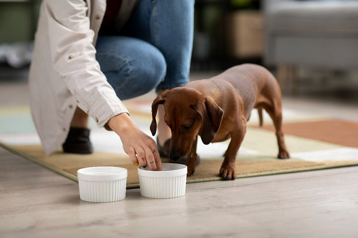 Importance Of Quality Pet Feeding Supplies